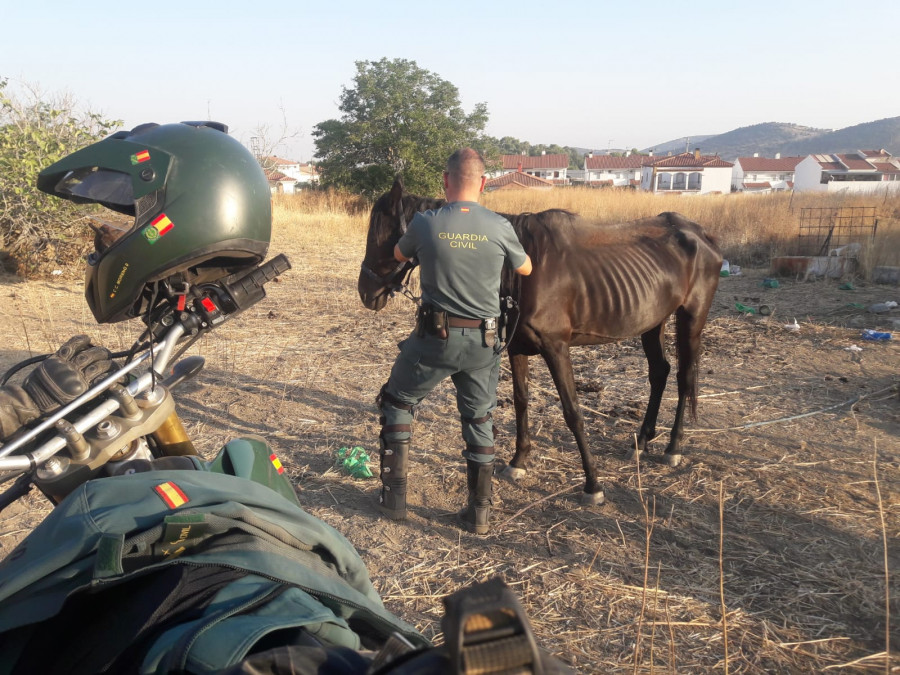 Caballo guardia civil