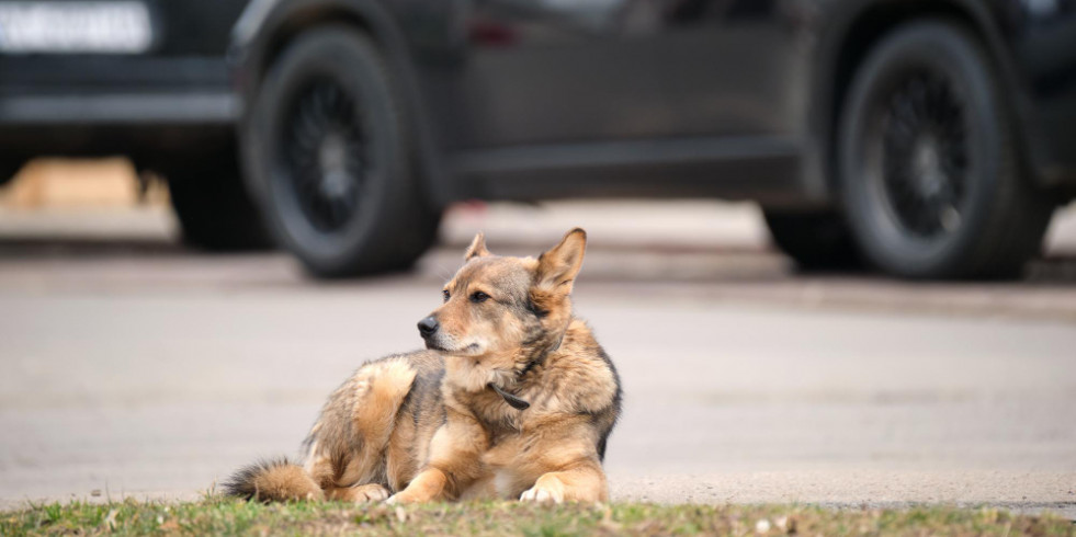 El atropello de mascotas registra casi mil accidentes de tráfico con víctimas en los últimos 5 años