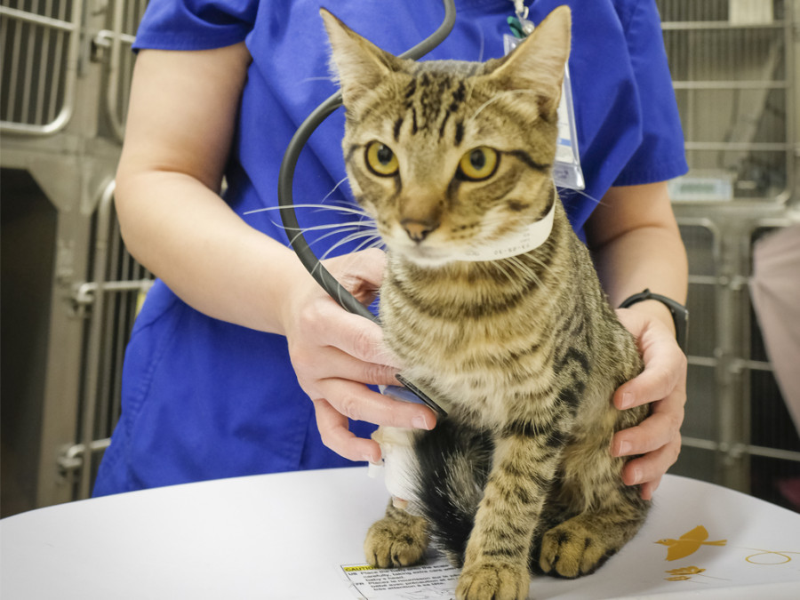 Gato báscula peso veterinaria