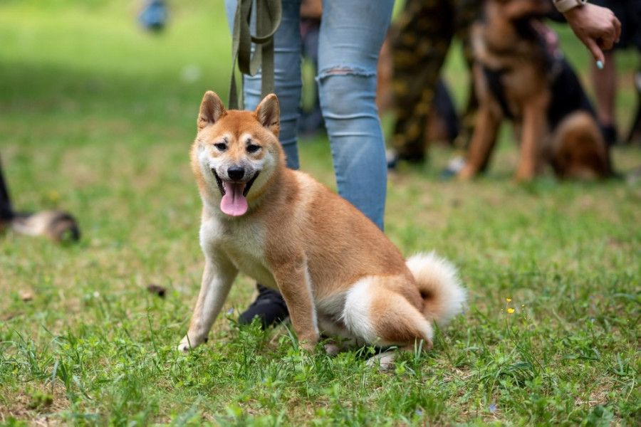 Perro correa