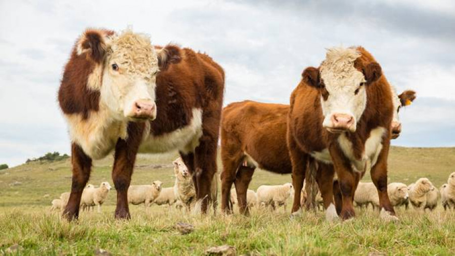 Vacas