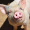 Potencia de los metabolitos fecales como biomarcadores de la salud porcina
