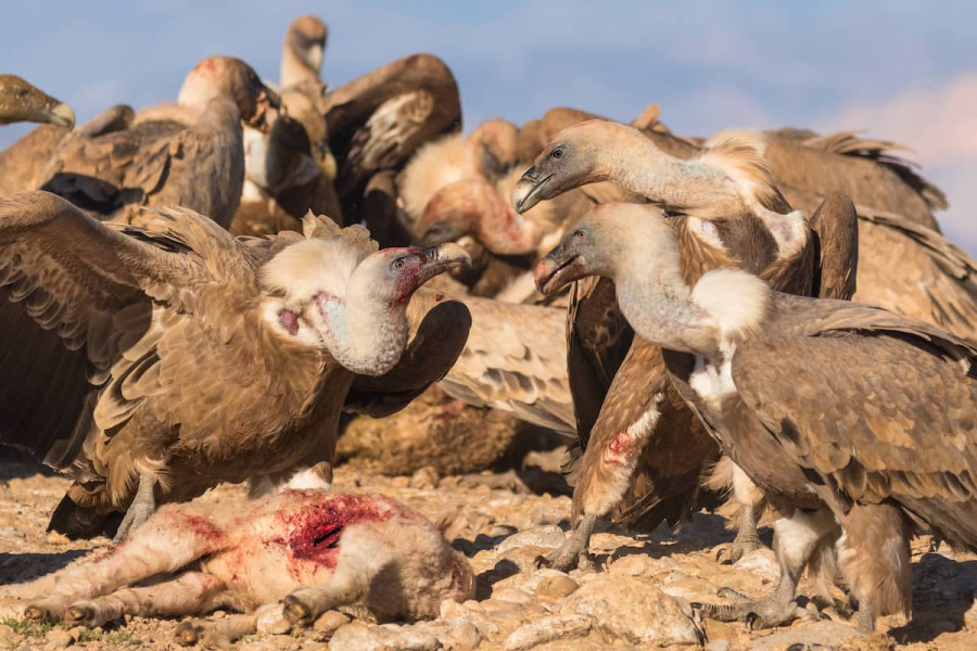 Ataque buitres ganado Foto Pilar Oliva Vidal