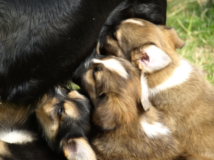 Perra embarazada cachorros