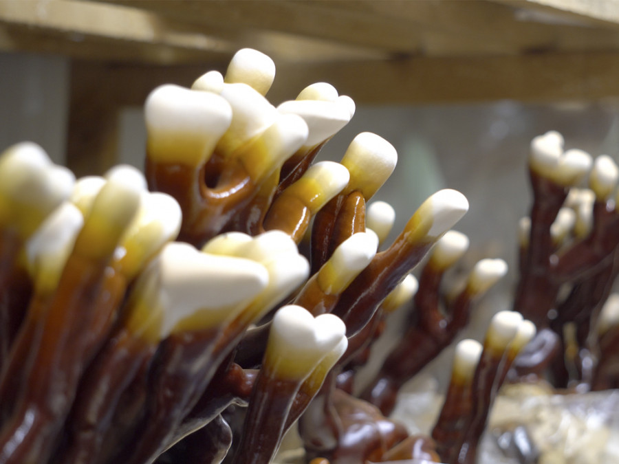 Hongos alimentación ganado