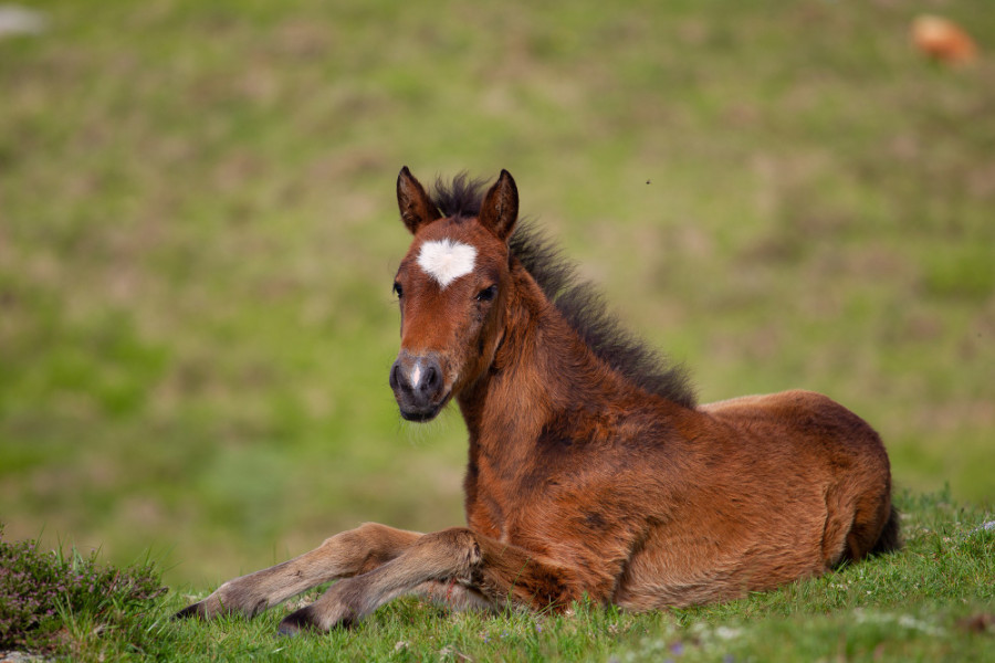 Caballo