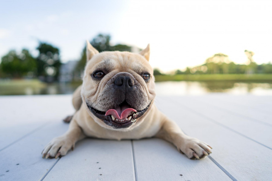 Bulldog