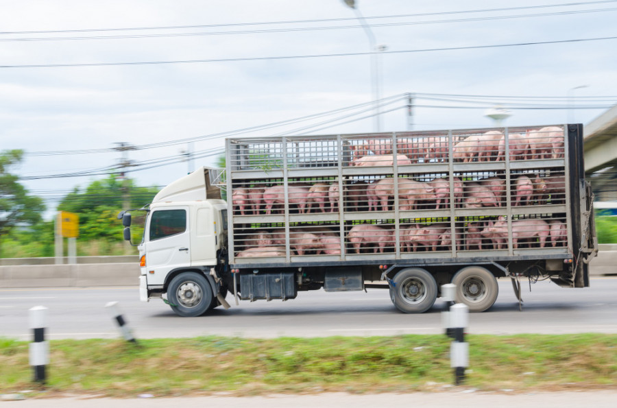 Transporte animal bienestar cerdos