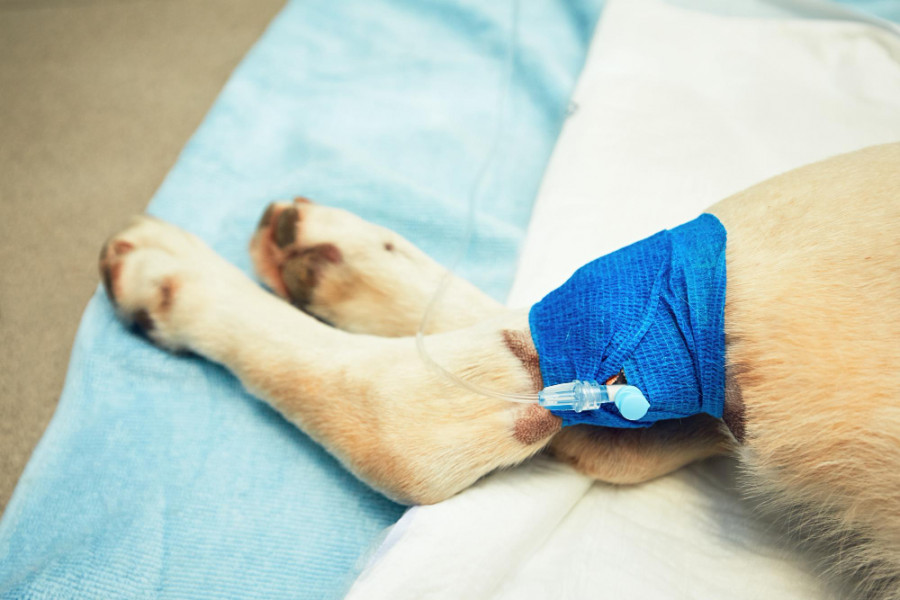 Fractura perro operación