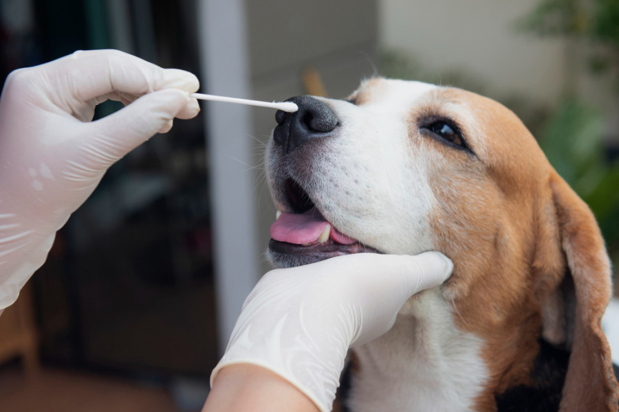 Covid test perro