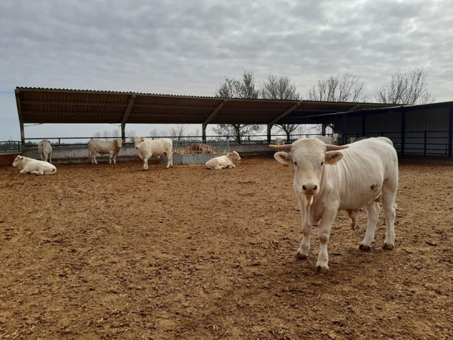 Ganadería vacas