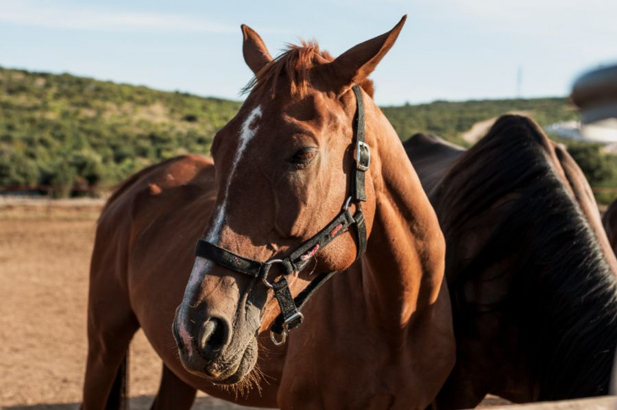 caballo