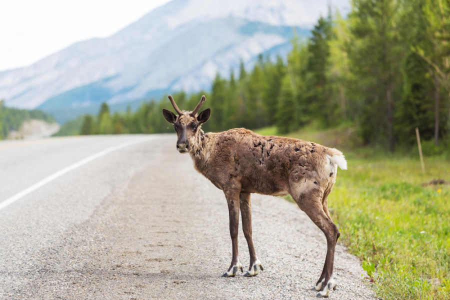 Animal carretera