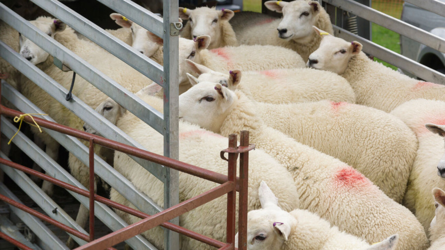 Transporte animal ovejas