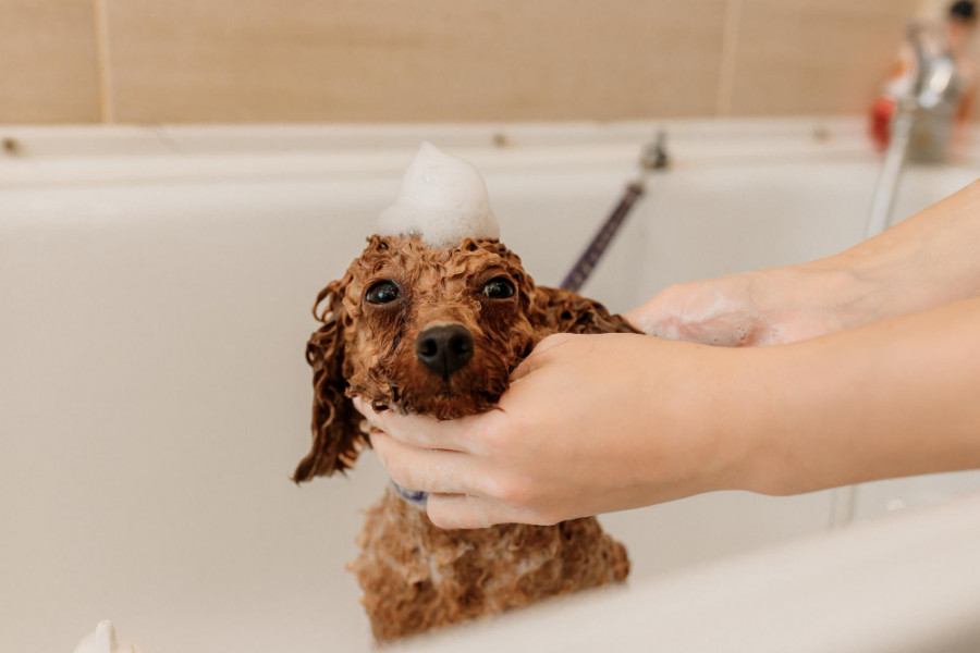 Baño champú perro