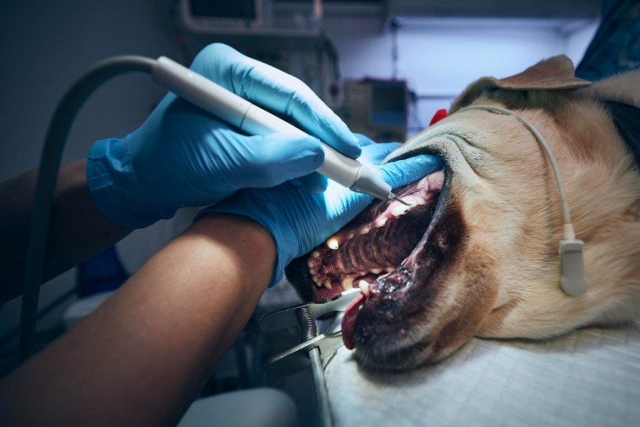Dientes dentista perro