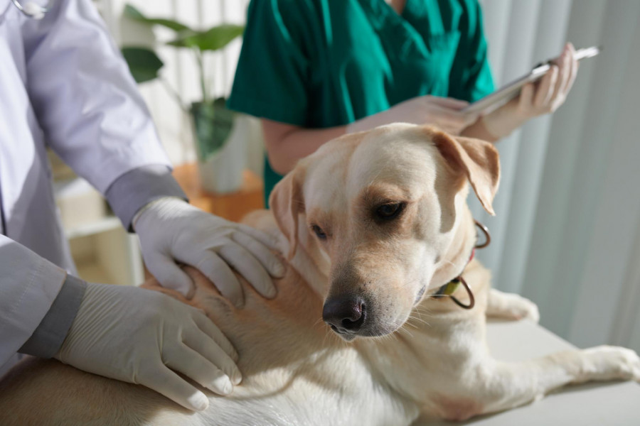 Examen perro veterinario auxiliar