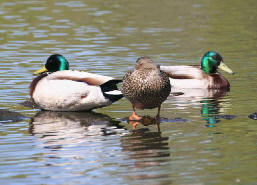 Patos silvestres