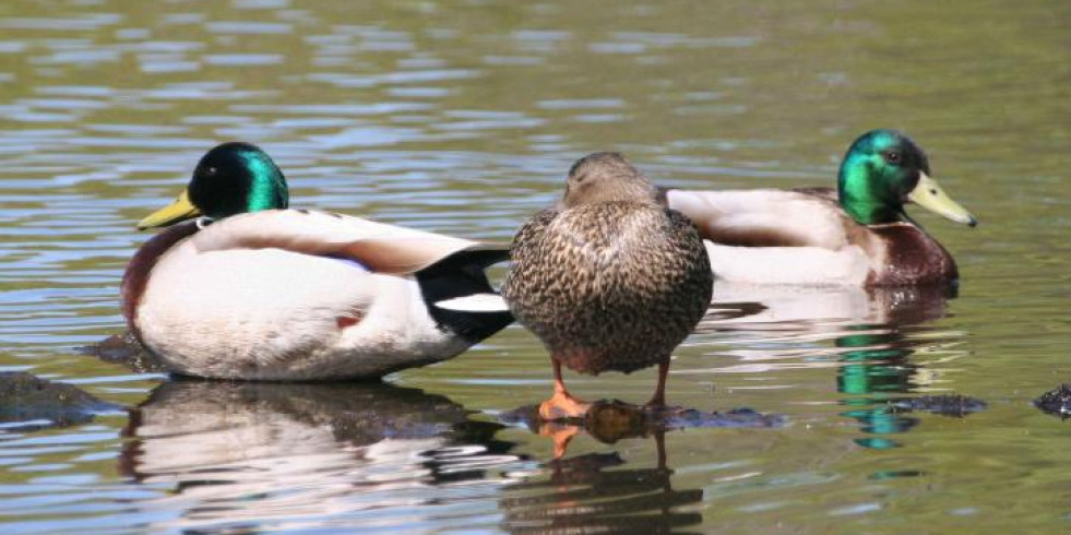 ¿Cómo influye la contaminación ambiental en la expansión de la gripe aviar?
