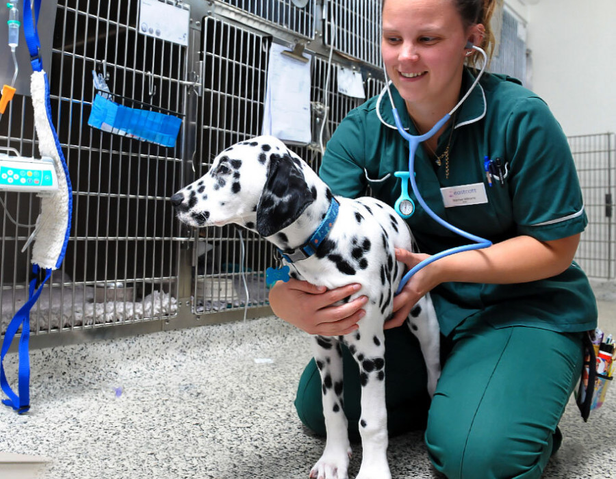 Perro veterinaria royal canin