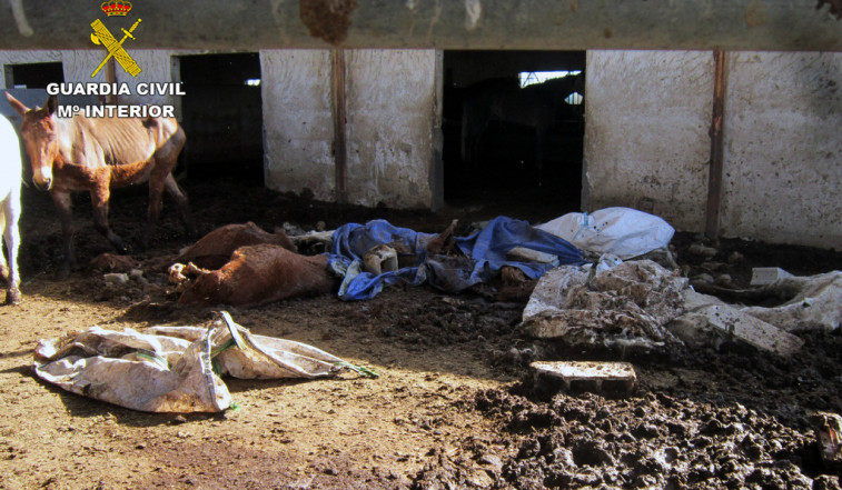 Investigan al propietario de una explotación de equinos por delito de maltrato animal