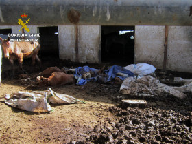 Investigan al propietario de una explotación de equinos por delito de maltrato animal