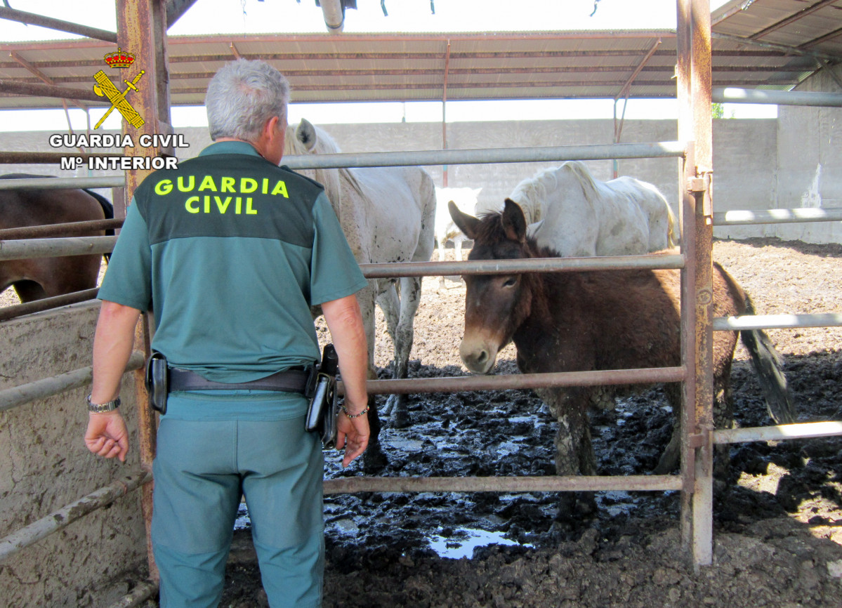 20220915 OP BUCEFALO MALTRATO ANIMAL MURCIA 05