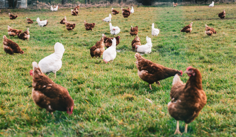 La cría selectiva de pollos puede ayudar a combatir brotes de enfermedades infecciosas
