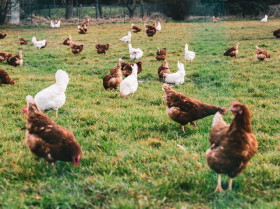 La cría selectiva de pollos puede ayudar a combatir brotes de enfermedades infecciosas