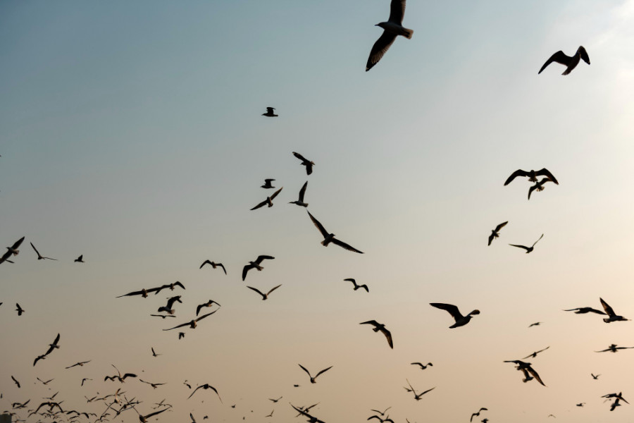 Gaviotas