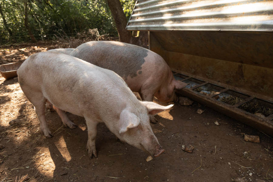 Cerdos granja