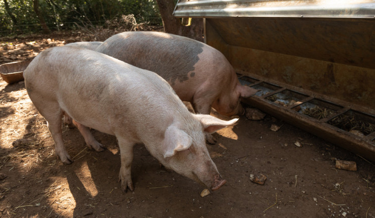 Identifican serotipos de salmonela resistentes a antibióticos en cerdos de España
