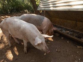 Identifican serotipos de salmonela resistentes a antibióticos en cerdos de España