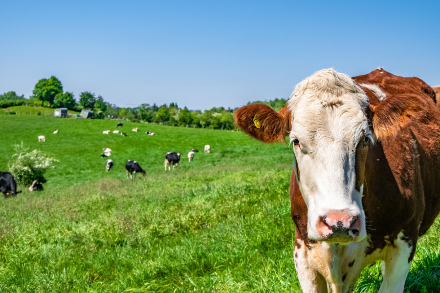 Vaca ganadería