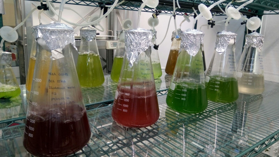 Cultivos microalgas