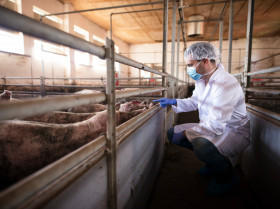 Descubren un nuevo parvovirus porcino en China