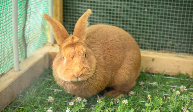 Revelan las razas de conejos con mayor riesgo de inflamación del conducto lagrimal