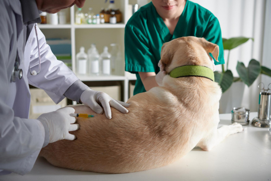 Vacuna perro