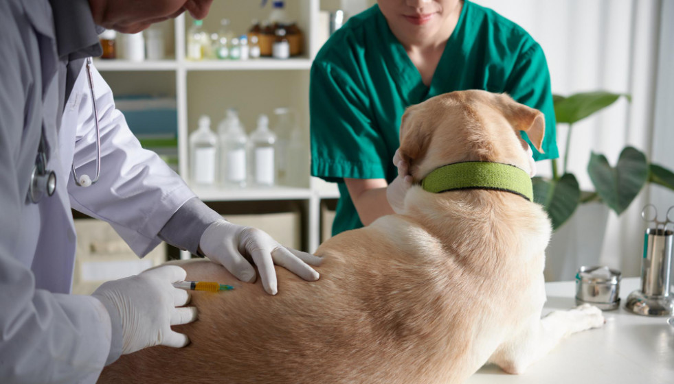 Expertos alertan del riesgo de rabia que corre España por la baja tasa de vacunación canina