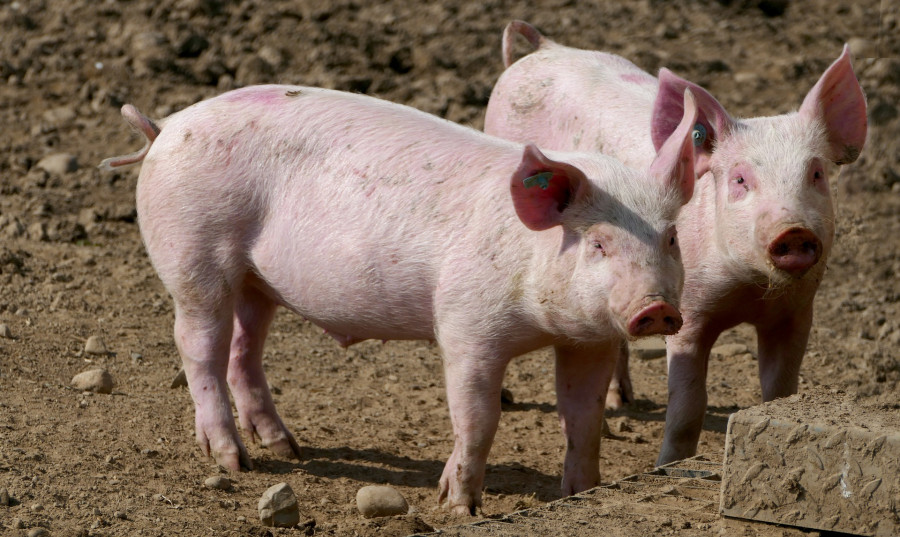 Cerdo porcino