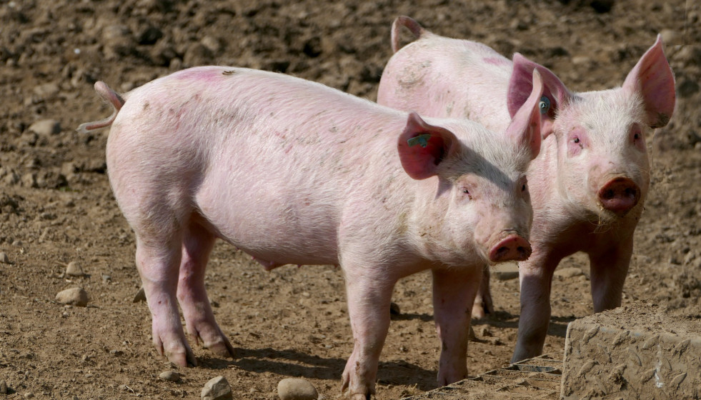 Veterinarios españoles revisan todo el potencial de la modificación genética de cerdos