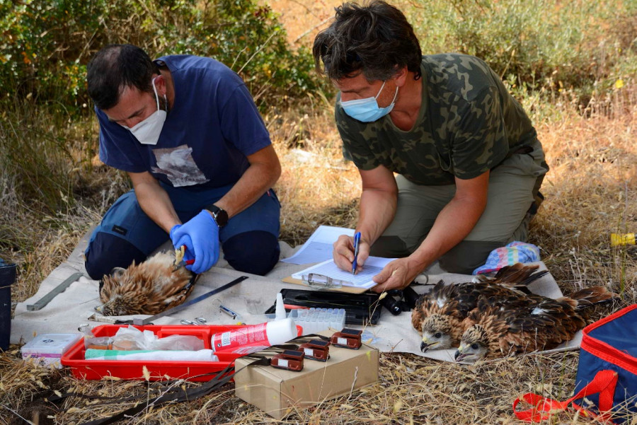 Anillamiento de milanos reales en Doñana  Fabrizio Sergio