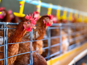 Buenas prácticas para garantizar el bienestar de las gallinas ponedoras de huevos