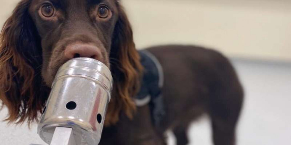 Los perros pueden oler cuando las personas están estresadas