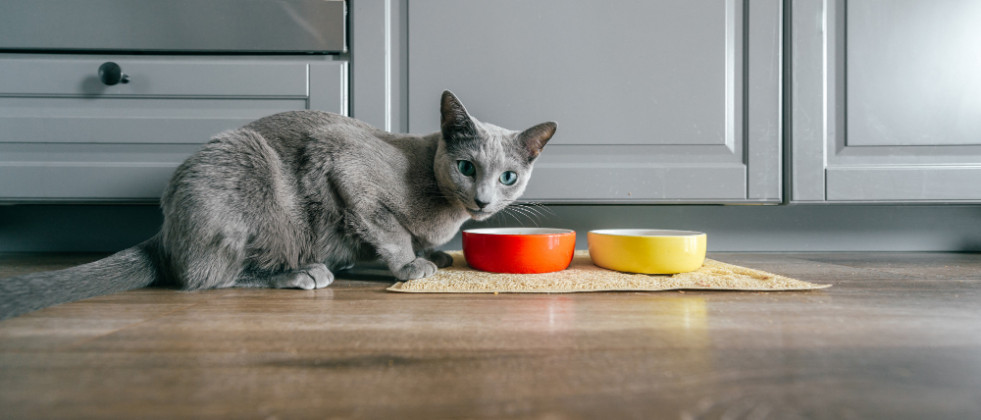 La importancia de fibras prebióticas para el manejo de la diarrea y el estreñimiento felino