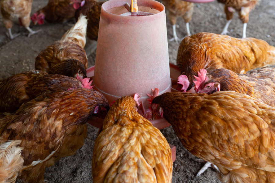 Pollos granja
