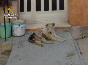 Guardia Civil investiga en Murcia al dueño de una perra por maltrato animal