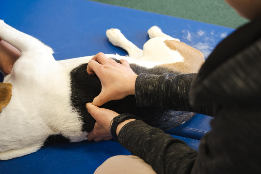 Fisioterapia animal