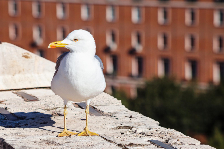 Gaviota