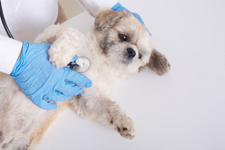 Perro clínica veterinaria